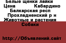 Белые щенки лайки. › Цена ­ 5 000 - Кабардино-Балкарская респ., Прохладненский р-н Животные и растения » Собаки   